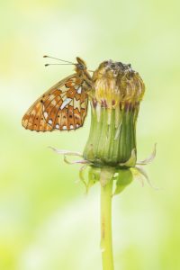 Boloria euphrosyne / Silberfleck-Perlmuttfalter / Pearl-bordered fritillary