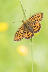 Boloria euphrosyne / Silberfleck-Perlmuttfalter / Pearl-bordered fritillary