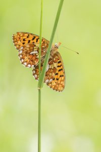 Boloria euphrosyne / Silberfleck-Perlmuttfalter / Pearl-bordered fritillary