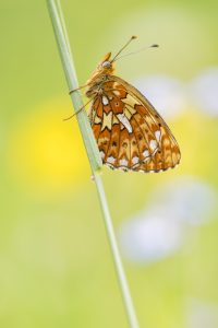 Boloria euphrosyne / Silberfleck-Perlmuttfalter / Pearl-bordered fritillary