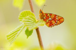 Boloria euphrosyne / Silberfleck-Perlmuttfalter / Pearl-bordered fritillary