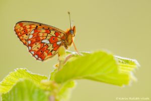 Boloria euphrosyne / Silberfleck-Perlmuttfalter / Pearl-bordered fritillary