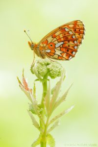 Boloria euphrosyne / Silberfleck-Perlmuttfalter / Pearl-bordered fritillary