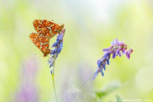 Boloria euphrosyne / Silberfleck-Perlmuttfalter / Pearl-bordered fritillary