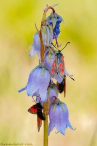 Zygaena exulans / Hochalpen-Widderchen / Mountain burnet