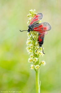 Zygaena exulans / Hochalpen-Widderchen / Mountain burnet