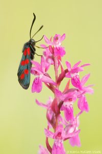 Zygaena filipendulae / Sechsfleck-Widderchen / Six-spot burnet