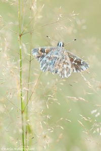 Muschampia floccifera / Heilziest-Dickkopffalter / Tufted skipper