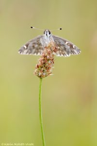 Muschampia floccifera / Heilziest-Dickkopffalter / Tufted skipper