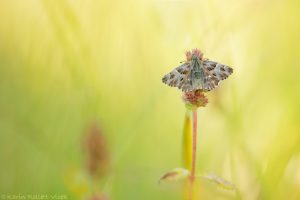 Muschampia floccifera / Heilziest-Dickkopffalter / Tufted skipper