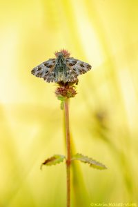 Muschampia floccifera / Heilziest-Dickkopffalter / Tufted skipper