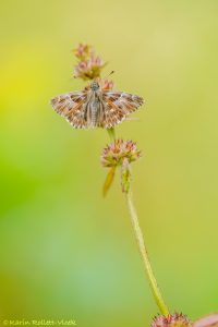 Muschampia floccifera / Heilziest-Dickkopffalter / Tufted skipper