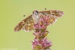 Muschampia floccifera / Heilziest-Dickkopffalter / Tufted skipper