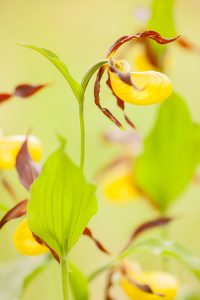 Cypripedium calceolus / Gelber Frauenschuh / Lady's-slipper orchid