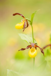 Cypripedium calceolus / Gelber Frauenschuh / Lady's-slipper orchid