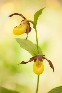 Cypripedium calceolus / Gelber Frauenschuh / Lady's-slipper orchid