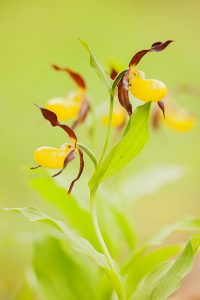 Cypripedium calceolus / Gelber Frauenschuh / Lady's-slipper orchid