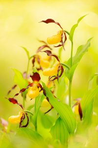 Cypripedium calceolus / Gelber Frauenschuh / Lady's-slipper orchid