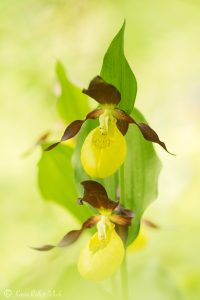 Cypripedium calceolus / Gelber Frauenschuh / Lady's-slipper orchid