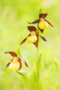 Cypripedium calceolus / Gelber Frauenschuh / Lady's-slipper orchid