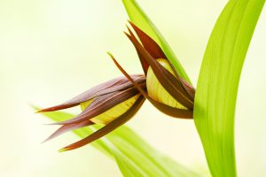 Cypripedium calceolus / Gelber Frauenschuh / Lady's-slipper orchid