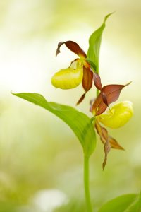 Cypripedium calceolus / Gelber Frauenschuh / Lady's-slipper orchid