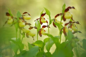 Cypripedium calceolus / Gelber Frauenschuh / Lady's-slipper orchid