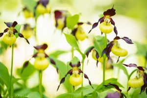 Cypripedium calceolus / Gelber Frauenschuh / Lady's-slipper orchid