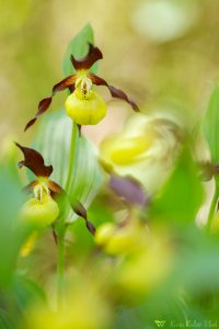 Cypripedium calceolus / Gelber Frauenschuh / Lady's-slipper orchid