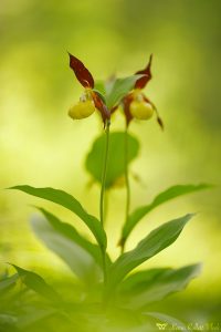 Cypripedium calceolus / Gelber Frauenschuh / Lady's-slipper orchid