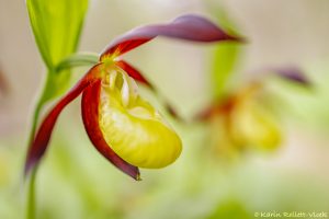 Cypripedium calceolus / Gelber Frauenschuh / Lady's-slipper orchid