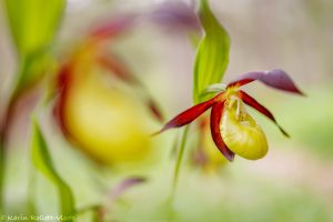 Cypripedium calceolus / Gelber Frauenschuh / Lady's-slipper orchid