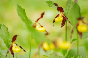 Cypripedium calceolus / Gelber Frauenschuh / Lady's-slipper orchid