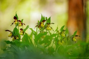 Cypripedium calceolus / Gelber Frauenschuh / Lady's-slipper orchid