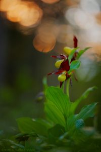 Cypripedium calceolus / Gelber Frauenschuh / Lady's-slipper orchid