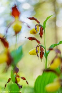 Cypripedium calceolus / Gelber Frauenschuh / Lady's-slipper orchid