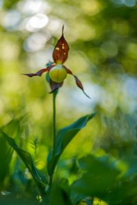 Cypripedium calceolus / Gelber Frauenschuh / Lady's-slipper orchid