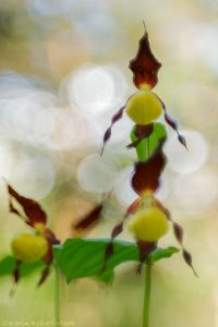 Cypripedium calceolus / Gelber Frauenschuh / Lady's-slipper orchid