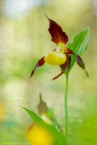 Cypripedium calceolus / Gelber Frauenschuh / Lady's-slipper orchid