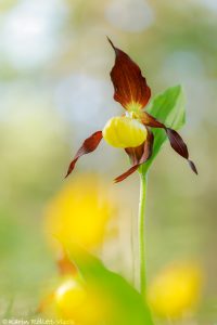 Cypripedium calceolus / Gelber Frauenschuh / Lady's-slipper orchid