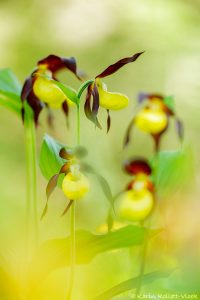 Cypripedium calceolus / Gelber Frauenschuh / Lady's-slipper orchid