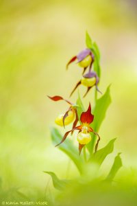 Cypripedium calceolus / Gelber Frauenschuh / Lady's-slipper orchid