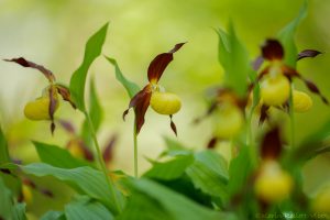 Cypripedium calceolus / Gelber Frauenschuh / Lady's-slipper orchid