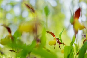 Cypripedium calceolus / Gelber Frauenschuh / Lady's-slipper orchid