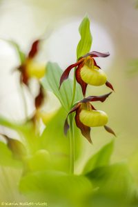 Cypripedium calceolus / Gelber Frauenschuh / Lady's-slipper orchid