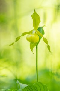 Cypripedium calceolus / Gelber Frauenschuh / Lady's-slipper orchid