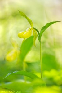 Cypripedium calceolus / Gelber Frauenschuh / Lady's-slipper orchid