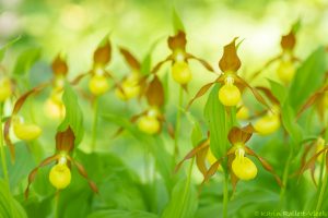 Cypripedium calceolus / Gelber Frauenschuh / Lady's-slipper orchid