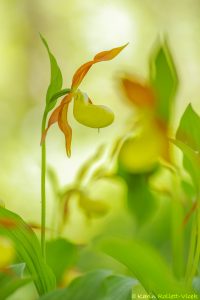 Cypripedium calceolus / Gelber Frauenschuh / Lady's-slipper orchid