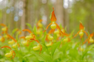 Cypripedium calceolus / Gelber Frauenschuh / Lady's-slipper orchid